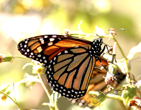 Las mariposas monarcas en México mueren, principalmente, por la tala de árboles en sus reservas y bosques/Fotografía: vanguardia.com.mx Las mariposas monarcas en México mueren, principalmente, por la tala de árboles en sus reservas y bosques/Fotografía: vanguardia.com.mx