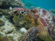 DIVERSITY. In Apo Island off the coasts of Dumaguete, the establishment of a marine protected area helped rehabilitate the reefs and the marine animals such as turtles thrived as well. Photo by Anna Valmero.