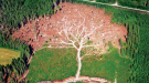 Closing the forest loopholes / LULUCF