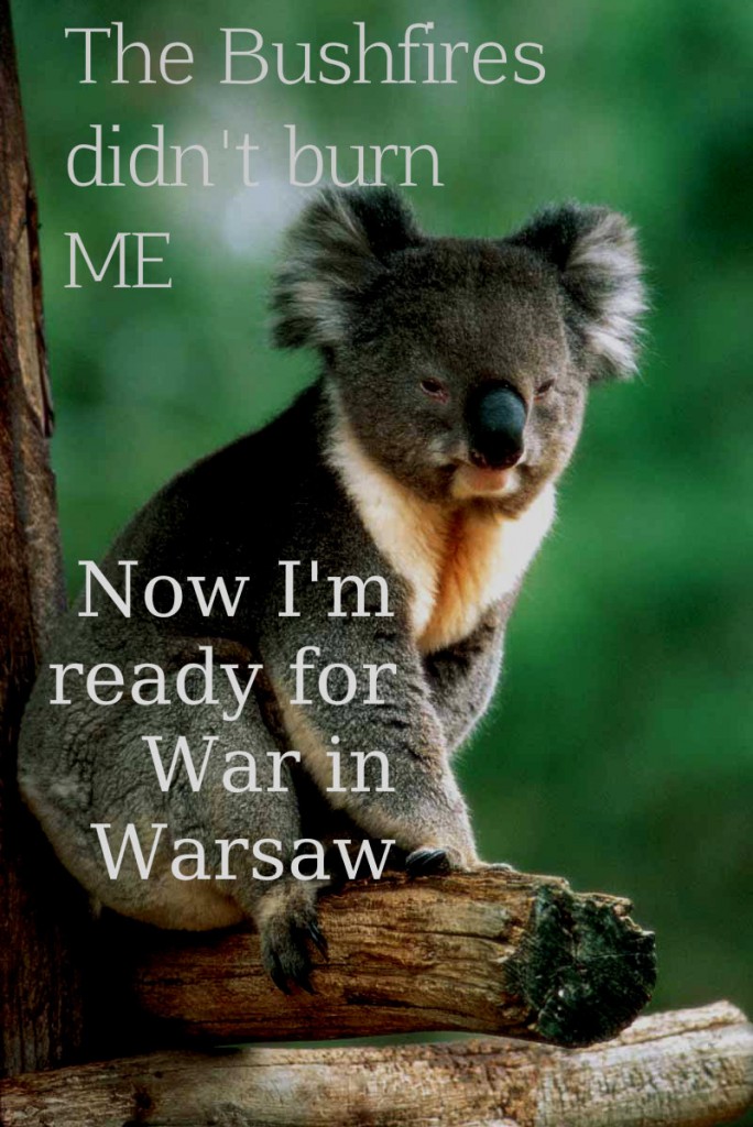 koala