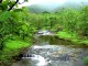 Indian-Forest-1