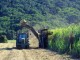 Agriculture-Zambia-300x196