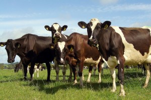 Cows